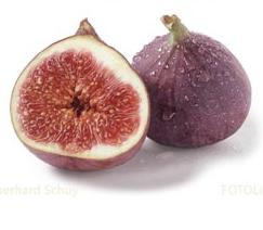 figue